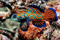 Điểm mặt những loài cá sặc sỡ nhất đại dương