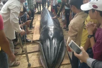 Phú Yên: Cá Ông Nam Hải nặng gần 2 tấn dạt bờ