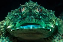 Những quái vật biển đáng sợ hơn cả cá mập