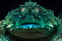 Những quái vật biển đáng sợ hơn cả cá mập