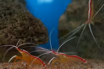 Khám phá gây choáng về công việc loài tôm bác sĩ