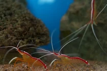 Khám phá gây choáng về công việc loài tôm bác sĩ