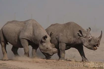 Kinh hãi tê giác dùng sừng chọc bụng đối thủ