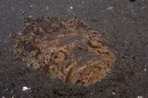 12 loài dùng điện làm vũ khí săn mồi khó tin nhất