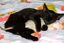 Ảnh động vật khác loài thể hiện tình cảm ngọt ngào