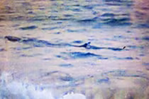 Cảnh báo nguy hiểm cá lạ xuất hiện dọc biển Tuy Hòa