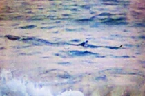 Cảnh báo nguy hiểm cá lạ xuất hiện dọc biển Tuy Hòa