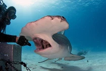 Chết khiếp thợ lặn vuốt ve cá mập đầu búa khổng lồ