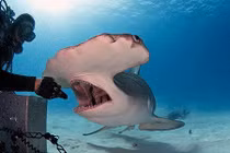 Chết khiếp thợ lặn vuốt ve cá mập đầu búa khổng lồ