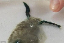 Xem sinh vật biển đáng sợ như ở ngoài hành tinh 