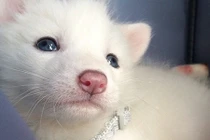 Chết mê chú cáo tuyết xinh đẹp “phá đảo thế giới ảo“