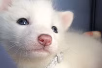 Chết mê chú cáo tuyết xinh đẹp “phá đảo thế giới ảo“