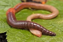 Khám phá gây sốc về trái tim động vật