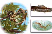 Các loài rắn “lởn vởn” trên Trái đất từ khi nào?