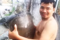 Hải Dương: Bắt được ba ba "khủng" cùng họ Rùa Hồ Gươm