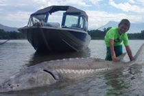 Bé con tóm gọn cá tầm khổng lồ trong 2 tiếng