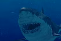 Zoom cá mập khổng lồ là “cỗ máy giết người” siêu hạng