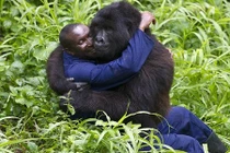 Tình cảm đặc biệt giữa người và khỉ đột khổng lồ