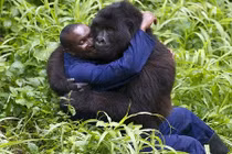 Tình cảm đặc biệt giữa người và khỉ đột khổng lồ