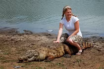 Kỳ lạ vùng đất nơi cá sấu khổng lồ hiền như đất