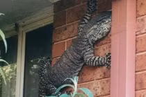 "Đứng hình" thằn lằn khổng lồ dài 1,5m trên tường nhà