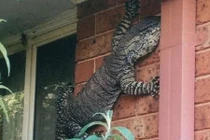 "Đứng hình" thằn lằn khổng lồ dài 1,5m trên tường nhà