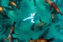 Ngoạn mục cảnh cô gái bơi giữa hàng trăm sư tử biển