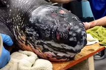 Trị thương rùa "khủng" quý hiếm nhất, thả về nơi hoang dã