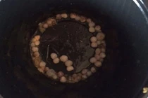 Ăn hàu ở nhà hàng, moi được 50 viên ngọc trai