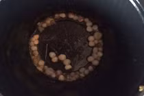 Ăn hàu ở nhà hàng, moi được 50 viên ngọc trai