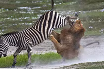 Sư tử thất kinh trước cú đá hậu của ngựa vằn