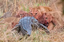 Cá sấu khổng lồ vùng vẫy trong hàm sư tử đói