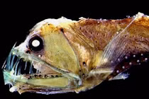 Phát hoảng với những động vật kỳ dị khắp hành tinh