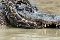 Hỗn chiến giữa trăn Miến Điện và cá sấu trong đầm lầy