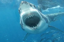 Đời sống tình dục gây choáng của cá mập trắng