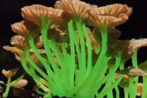 Kinh ngạc những loại nấm kỳ lạ nhất thế giới