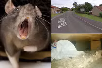 Chuột khổng lồ oanh tạc, thị trấn thành tan hoang