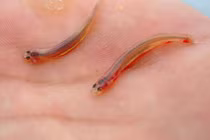 Những động vật bé tí nhưng đáng sợ như tử thần