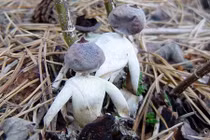 Phát hiện loài nấm mới có hình người kỳ dị