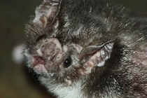 Những động vật vô hại khoác bộ mặt tử thần (1)