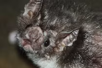 Những động vật vô hại khoác bộ mặt tử thần (1)