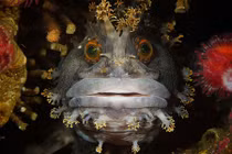 Ảnh sinh vật kỳ lạ thắng giải nhiếp ảnh dưới nước 2015