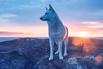 Chú chó và những cuộc phiêu lưu đáng mơ ước