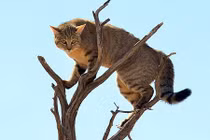 Linh miêu tai đen rượt đuổi mèo rừng trên cây ngoạn mục