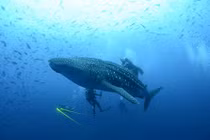 Ảnh thiên nhiên Trái đất tuyệt mỹ ai cũng phải lòng (2)