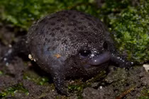 Loài ếch kỳ lạ đen xì, to tròn và cáu kỉnh