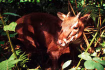 12 loài động vật có thể biến mất trong năm 2015