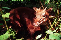 12 loài động vật có thể biến mất trong năm 2015