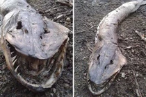 Xác thủy quái kinh dị dạt vào bờ hồ Anh