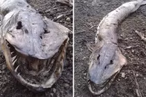 Xác thủy quái kinh dị dạt vào bờ hồ Anh